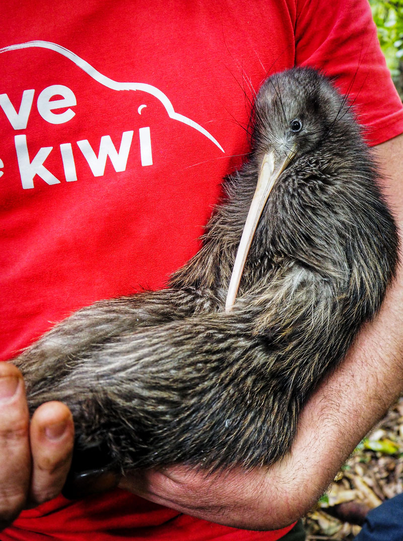 Save the kiwi save the kiwi