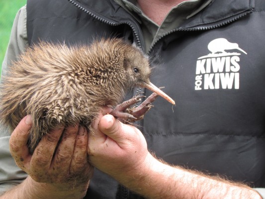 Haast tokoeka chick credit Kiwisforkiwi web